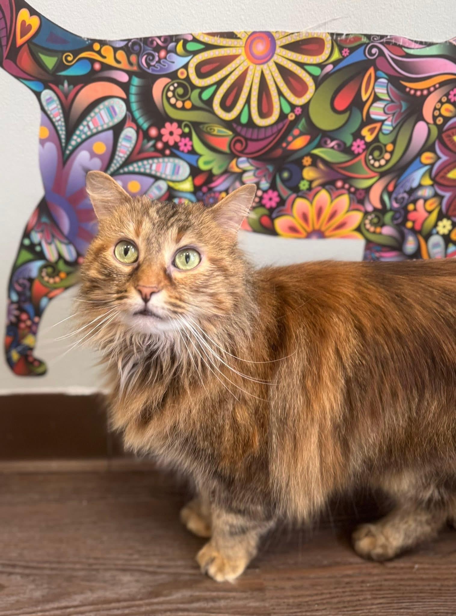 Enlarge So Sweet, a Adopted Domestic Long Hair in Bloomsburg, PA image 1/3