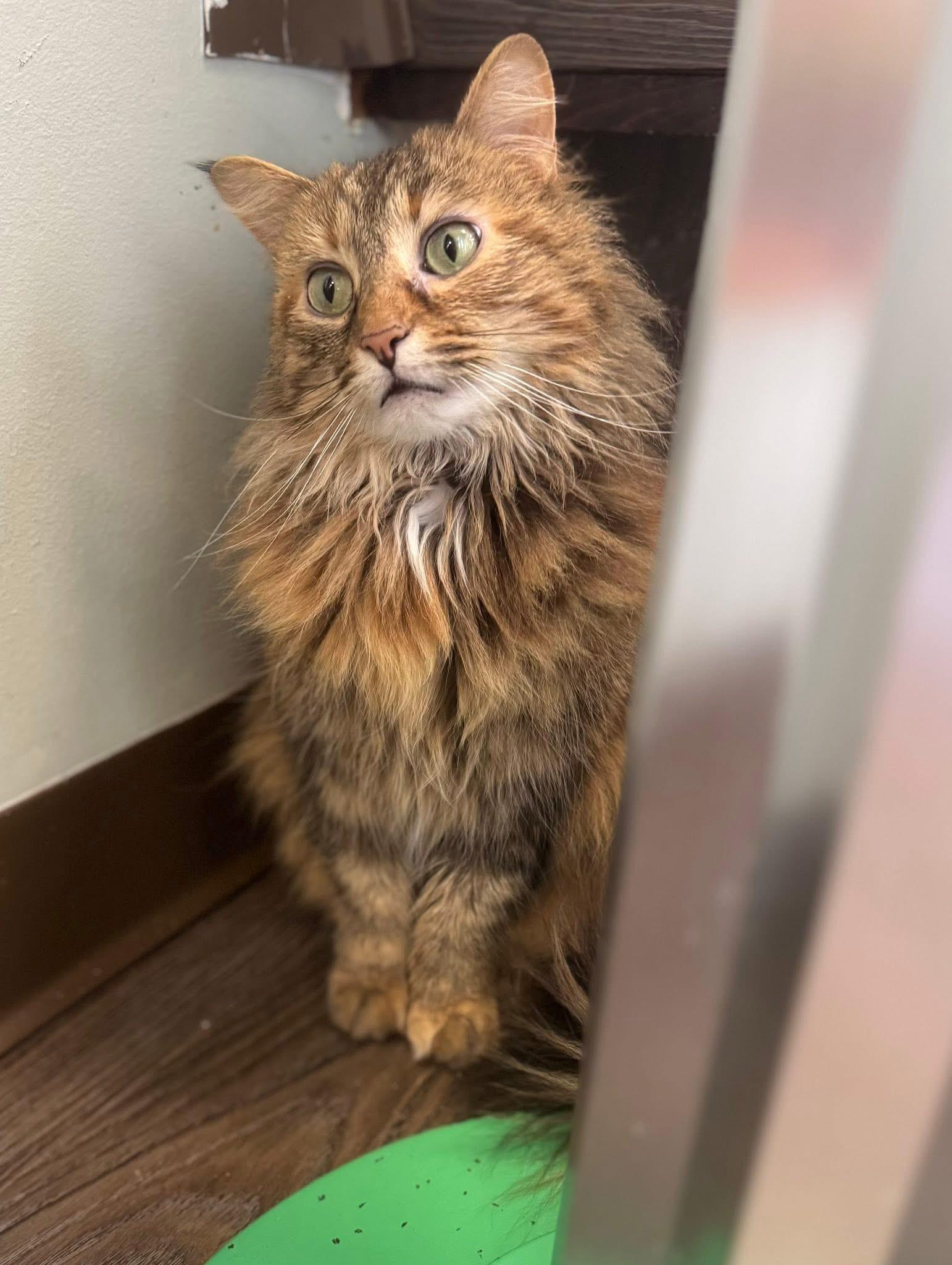 Enlarge So Sweet, a Adopted Domestic Long Hair in Bloomsburg, PA image 2/3