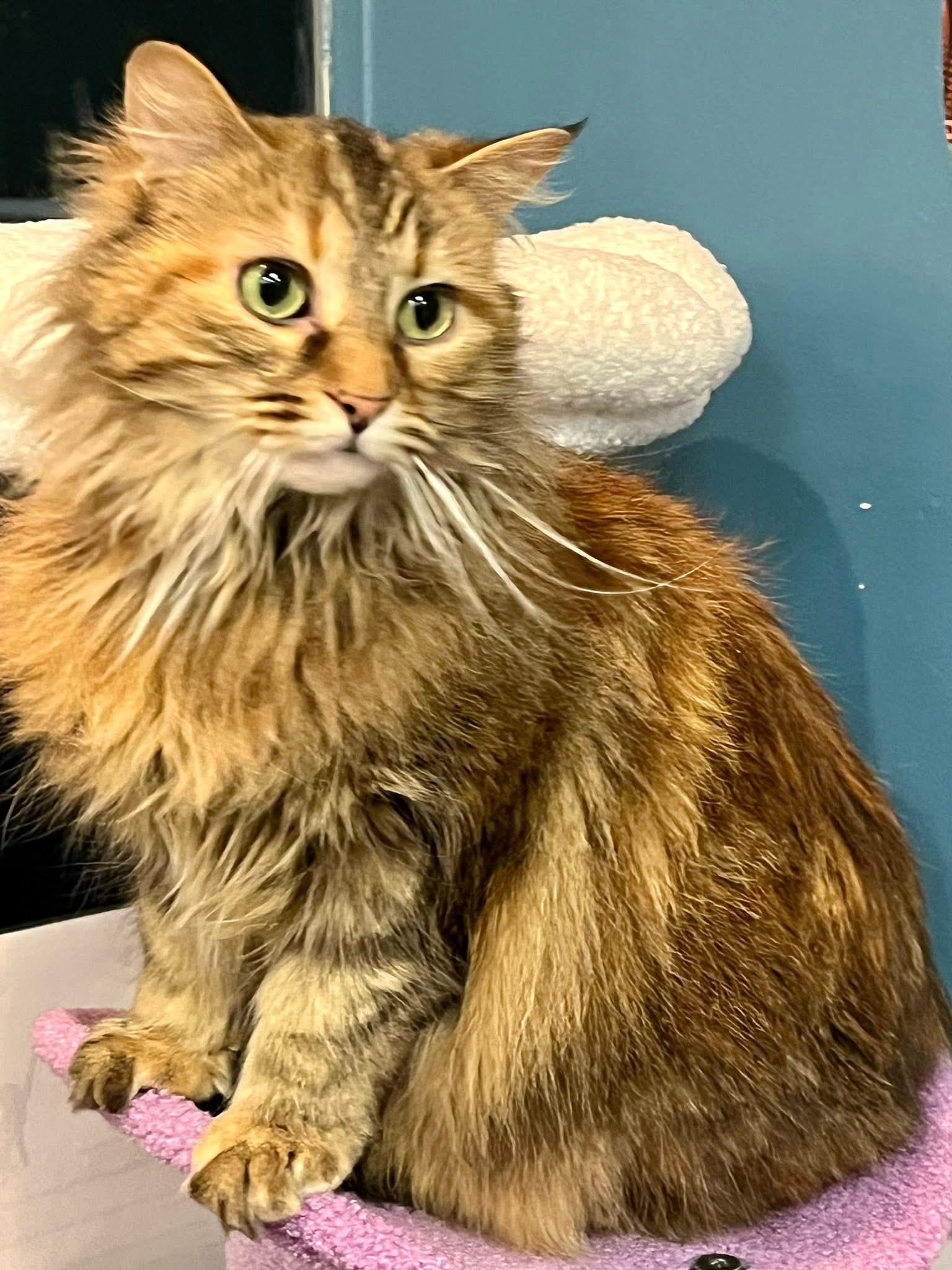 Enlarge So Sweet, a Adopted Domestic Long Hair in Bloomsburg, PA image 3/3