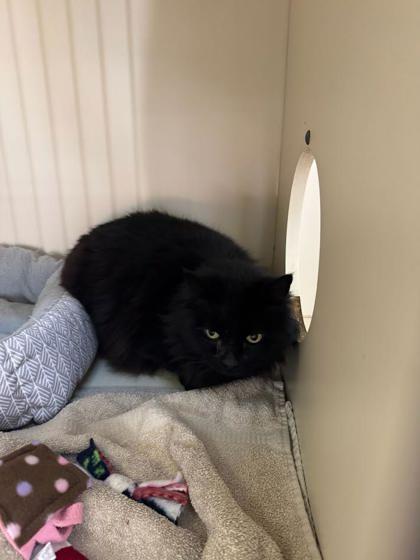 Enlarge Salem, a Adoptable mixed breed in Moses Lake, WA image 1/1