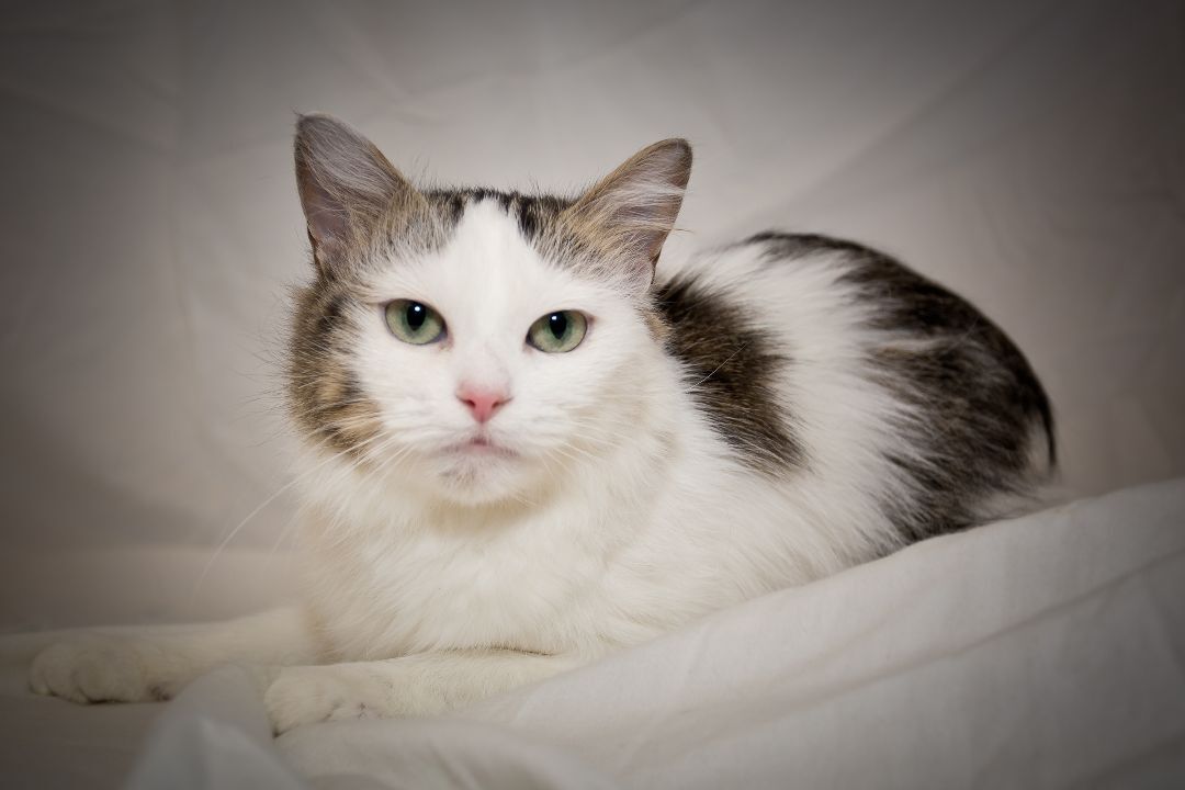 Lucille, adoptable, Adult Female Domestic Medium Hair.
