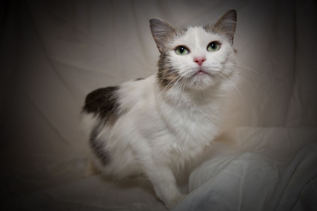 Enlarge Lucille, an adoptable Domestic Medium Hair in Washburn, WI image 2/2