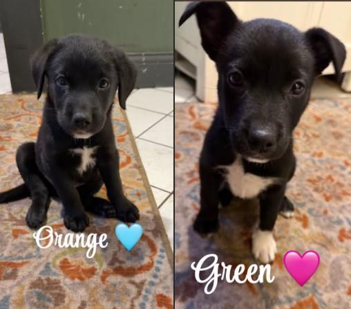 Puppies, Adoptable, Puppy Female Australian Shepherd & Labrador Retriever.