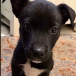 Enlarge Puppies, a Adopted mixed breed in Marseilles, IL image 1/1