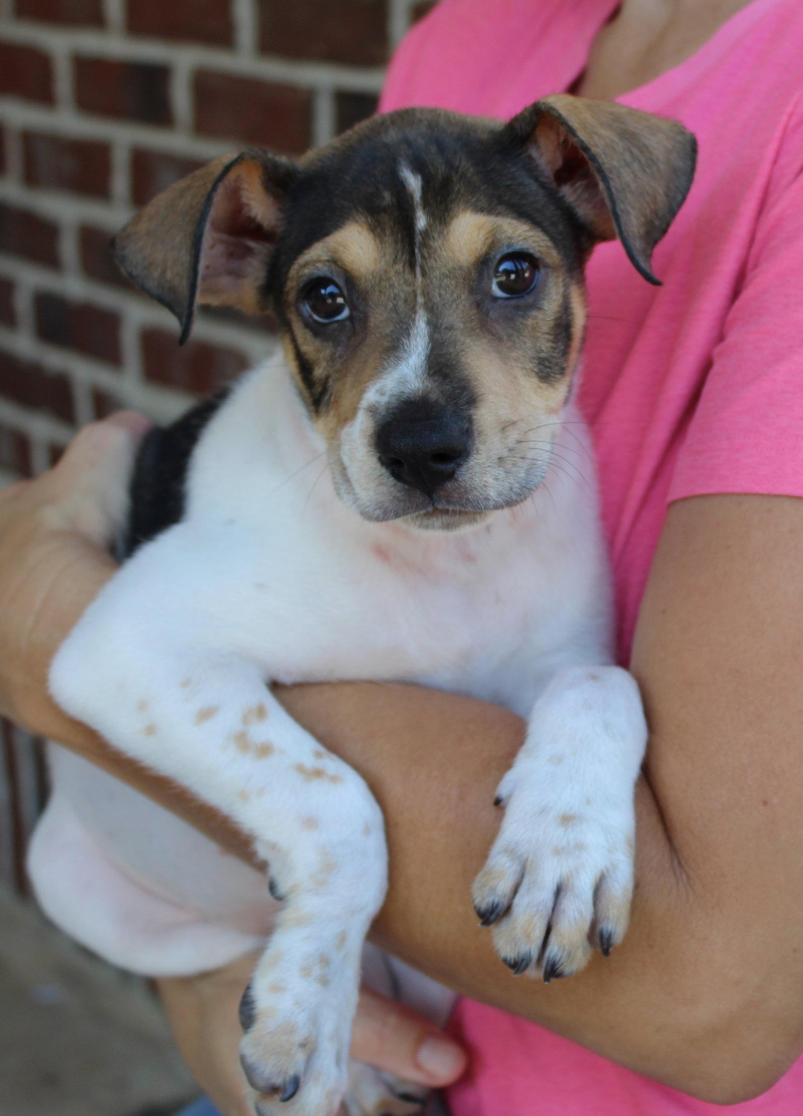 Elvie 44263, Adoptable, Puppy Female Shepherd & Labrador Retriever.