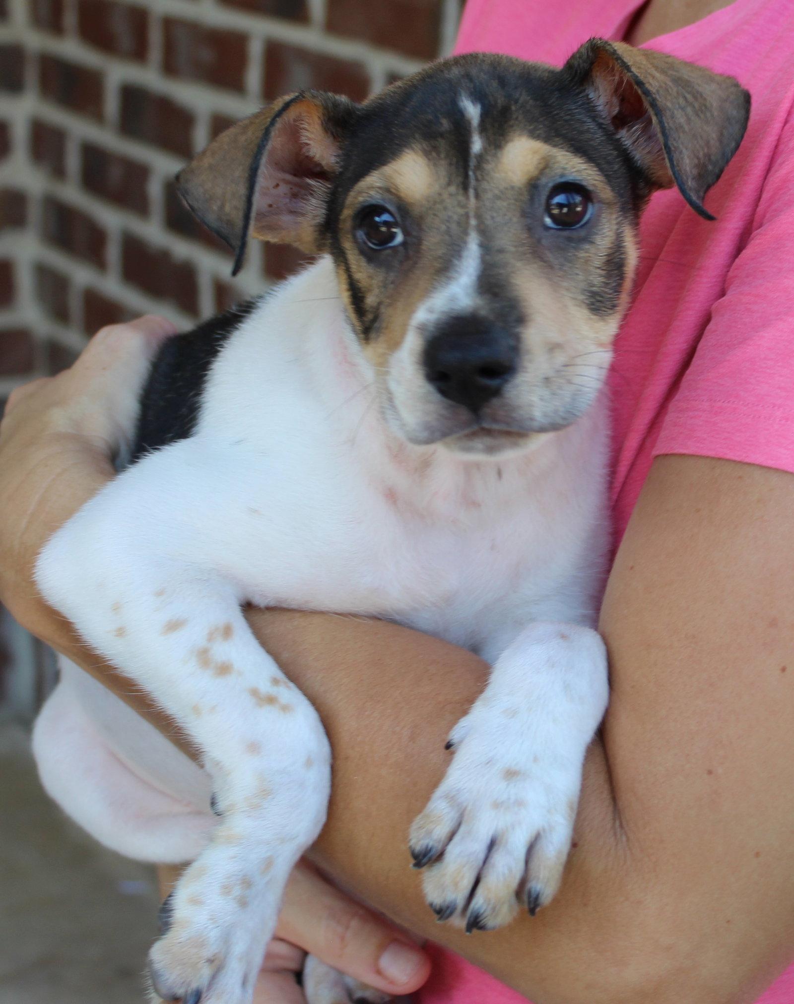 Enlarge Elvie 44263, a Adoptable mixed breed in Prattville, AL image 2/3