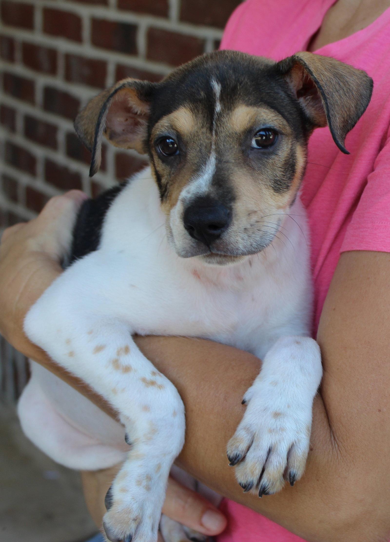 Enlarge Elvie 44263, a Adoptable mixed breed in Prattville, AL image 3/3