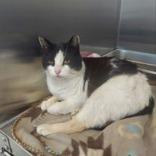 Cruella, ADOPTABLE, Adult Female Domestic Short Hair.