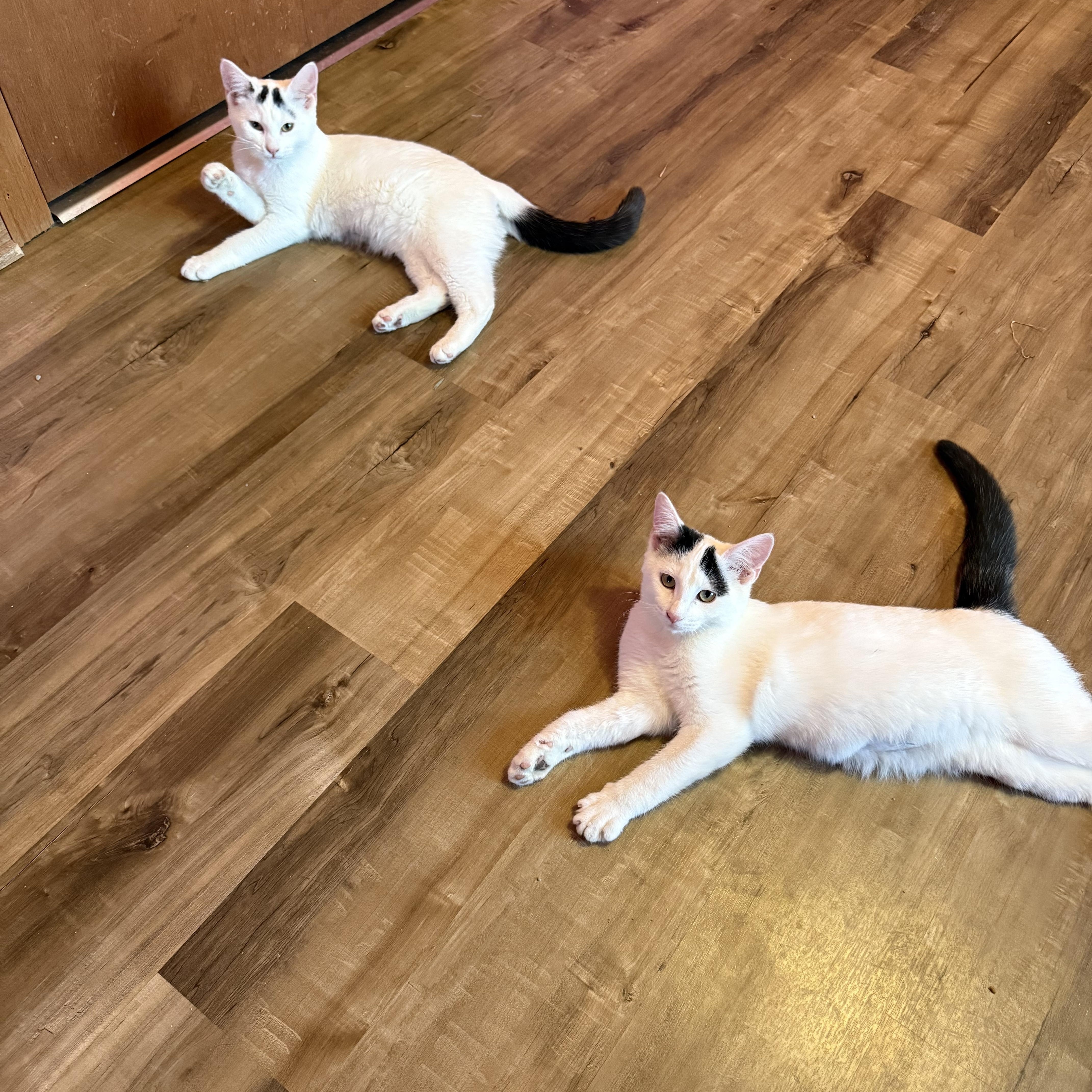 Enlarge Drew, a ADOPTABLE Domestic Short Hair in Highland, IN image 1/3