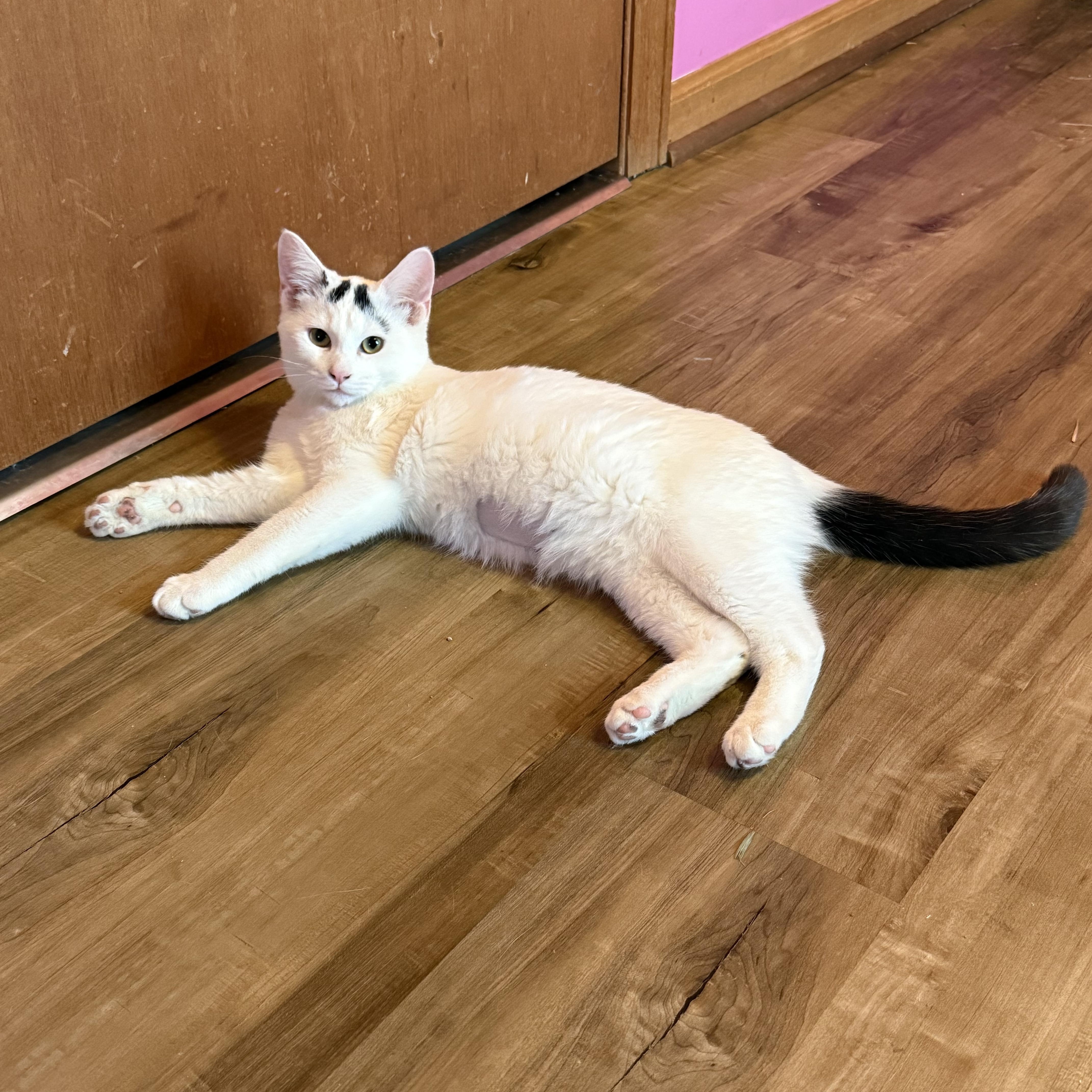 Enlarge Drew, a ADOPTABLE Domestic Short Hair in Highland, IN image 2/3