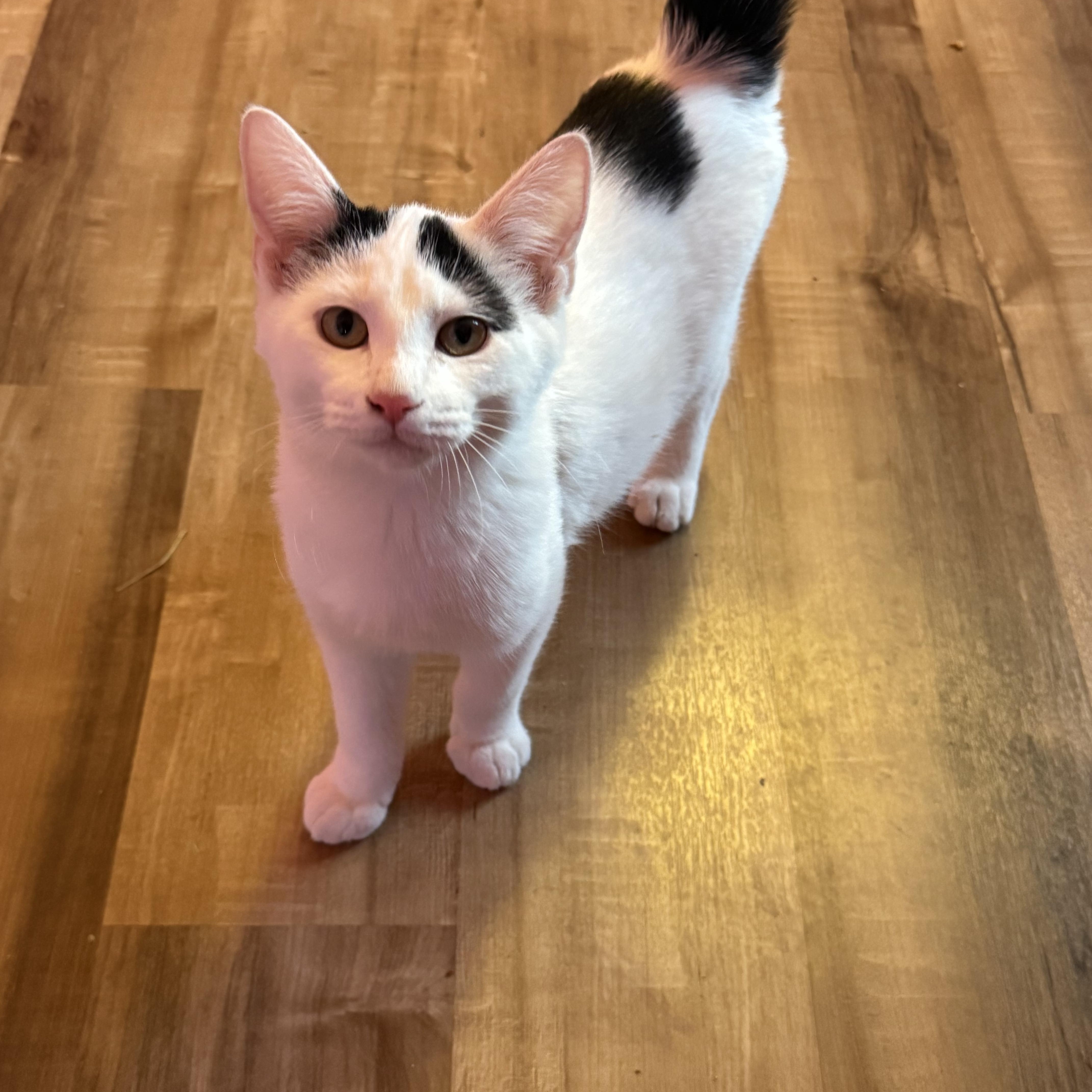 Enlarge Drew, a ADOPTABLE Domestic Short Hair in Highland, IN image 3/3