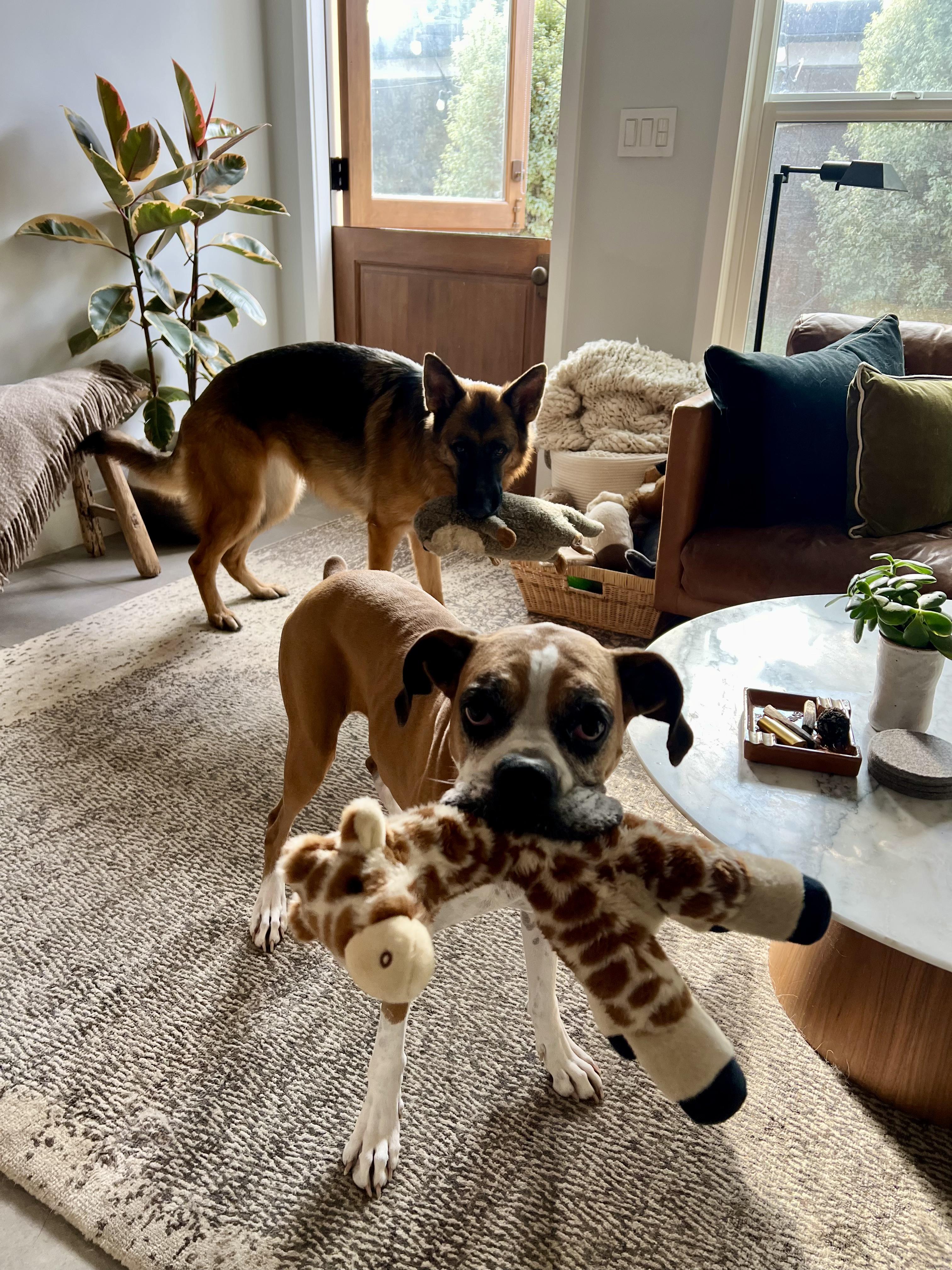 Enlarge Billie *COURTESY POST*, a Adoptable Boxer in Los Angeles, CA image 4/6