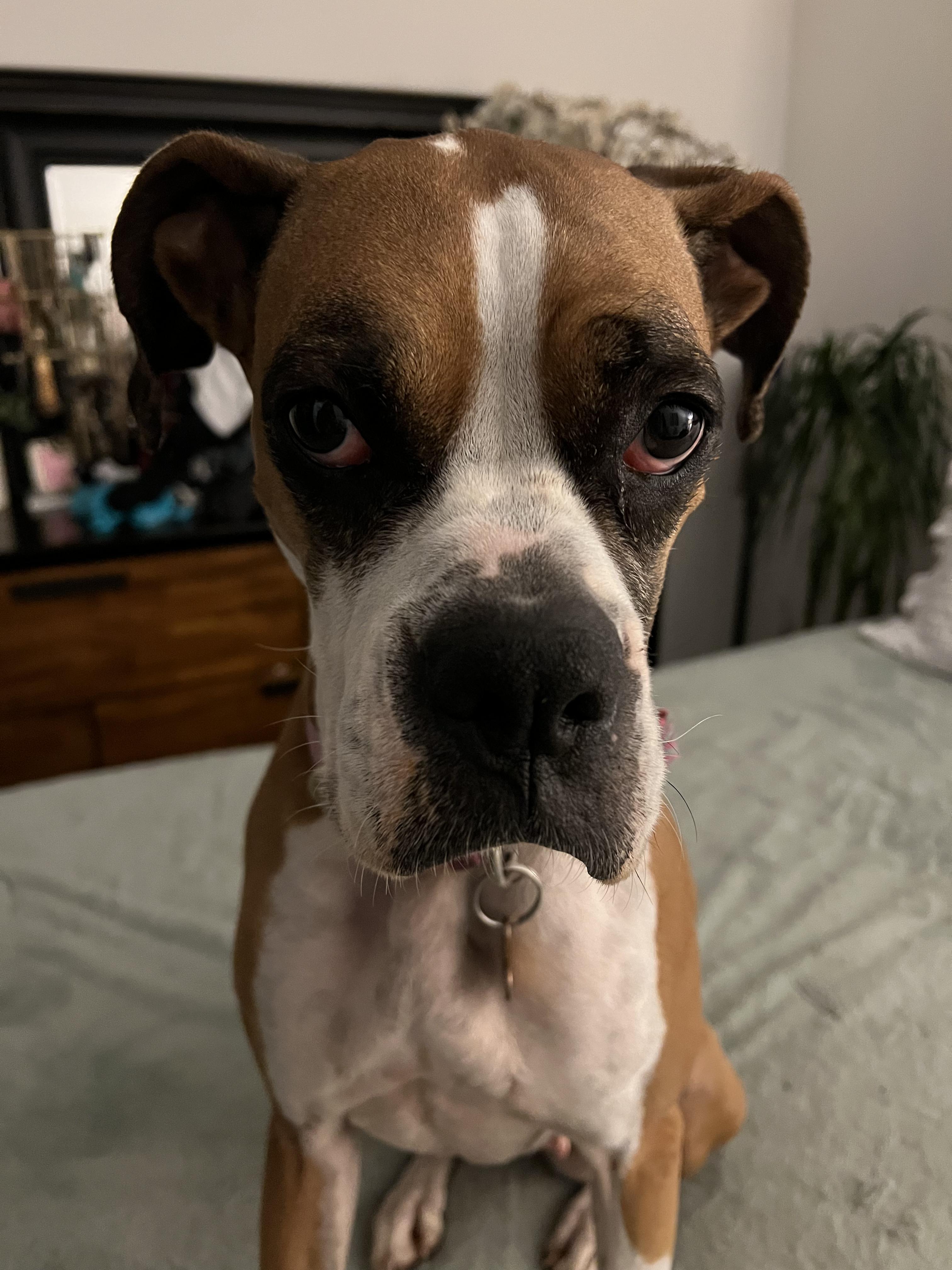 Enlarge Billie *COURTESY POST*, a Adoptable Boxer in Los Angeles, CA image 1/6