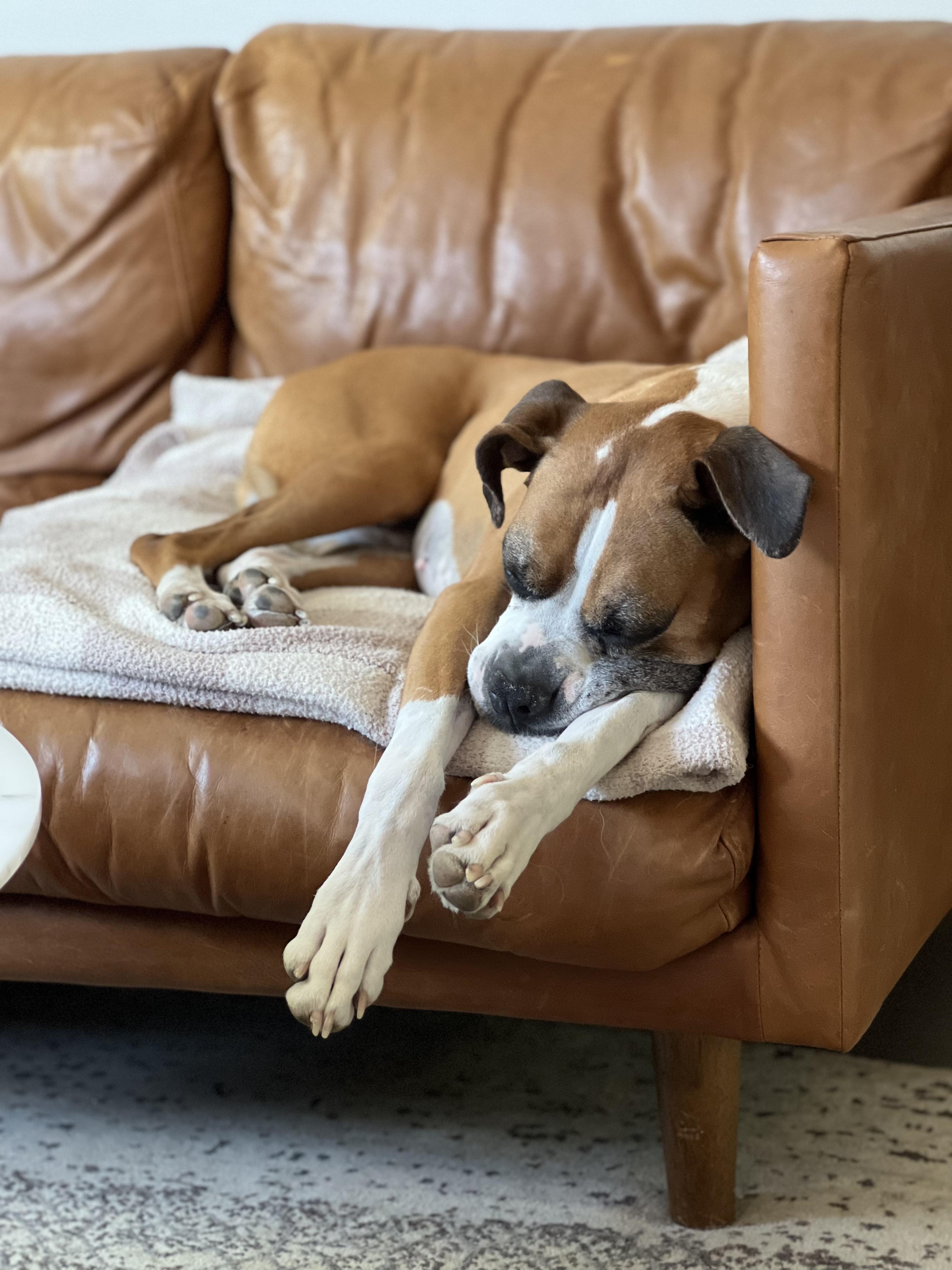 Enlarge Billie *COURTESY POST*, a Adoptable Boxer in Los Angeles, CA image 5/6