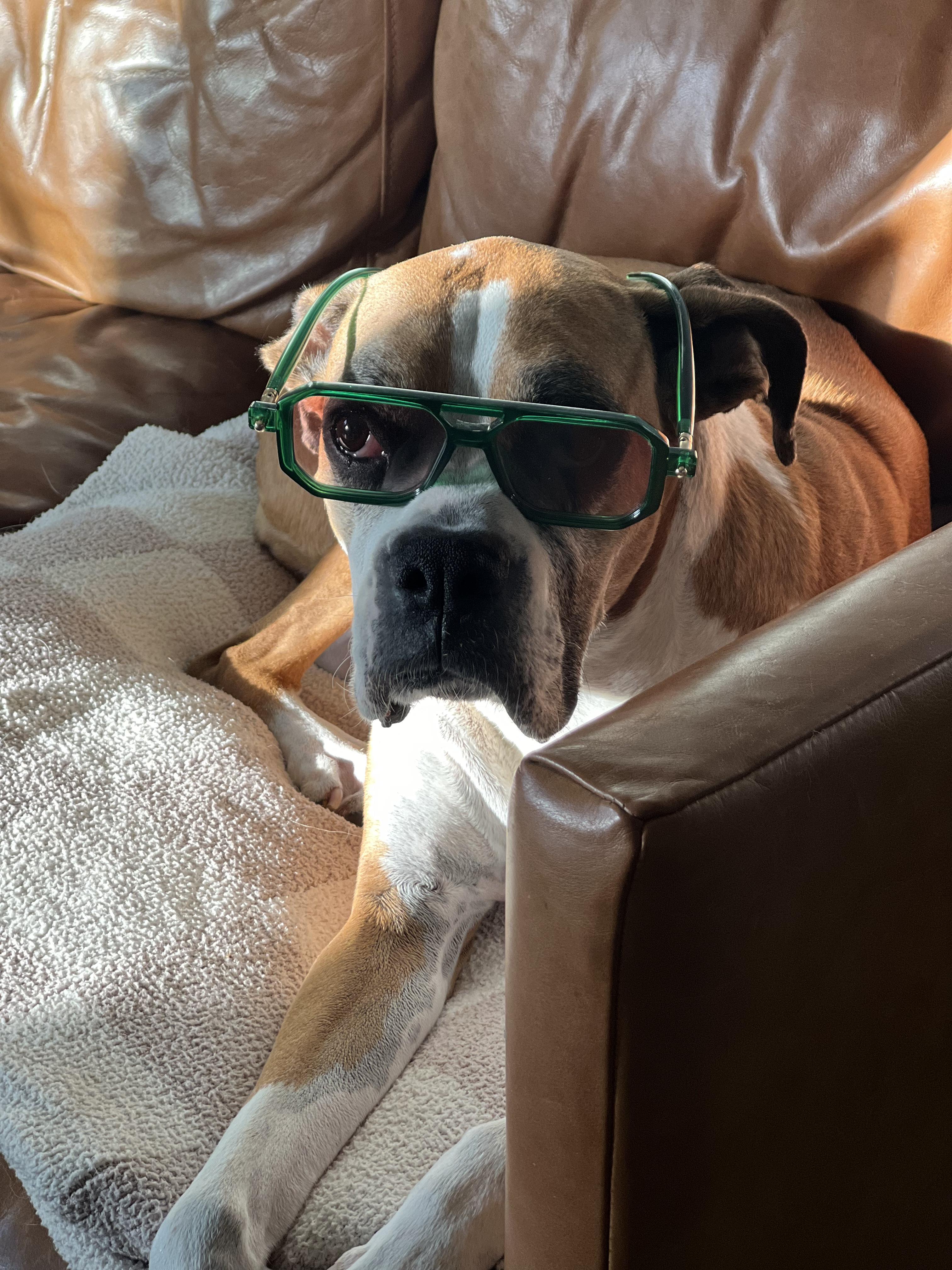 Enlarge Billie *COURTESY POST*, a Adoptable Boxer in Los Angeles, CA image 2/6