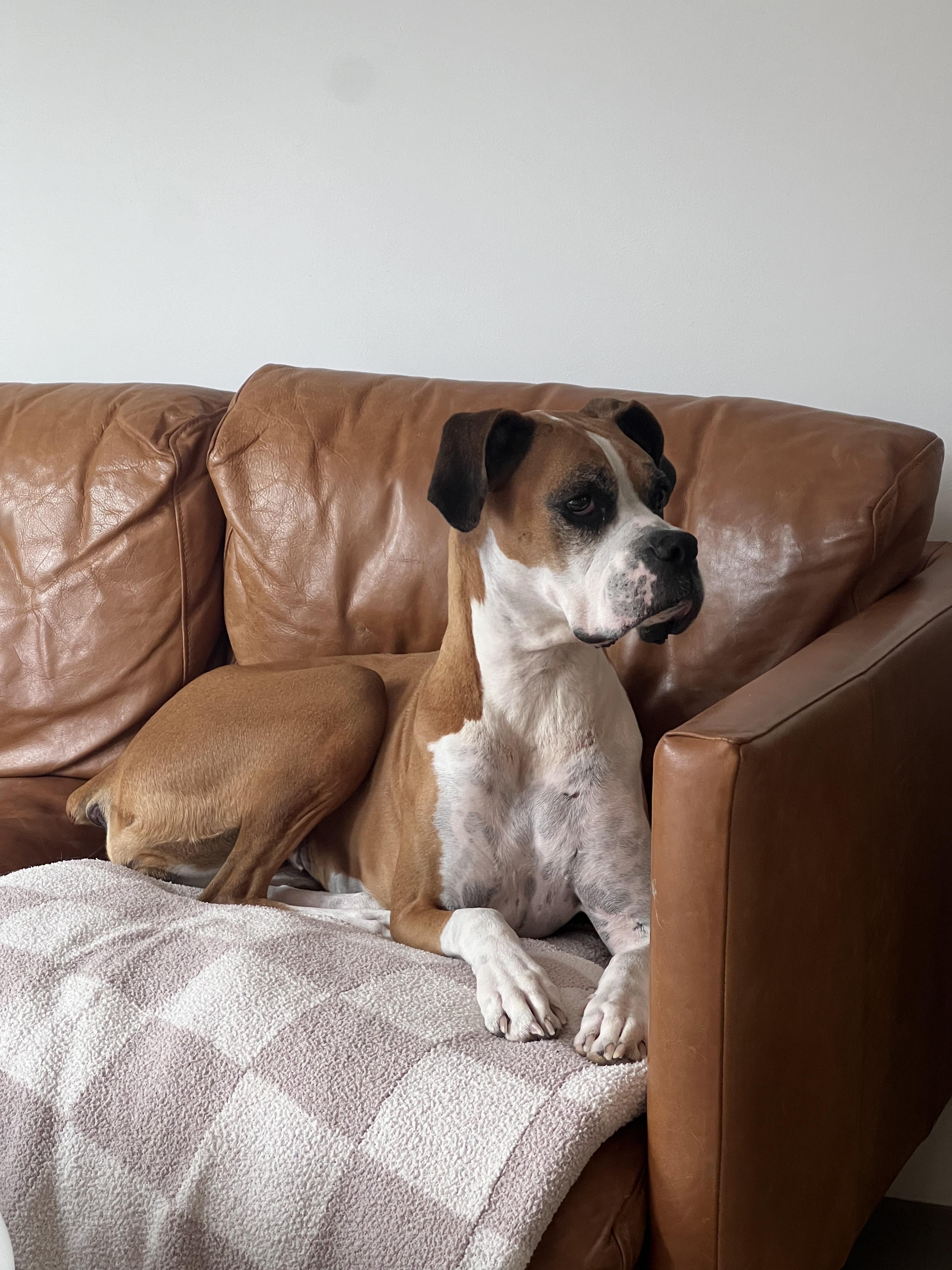 Enlarge Billie *COURTESY POST*, a Adoptable Boxer in Los Angeles, CA image 3/6