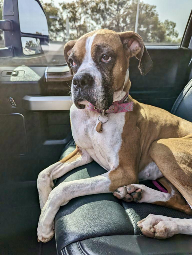 Enlarge Billie *COURTESY POST*, a Adoptable Boxer in Los Angeles, CA image 6/6