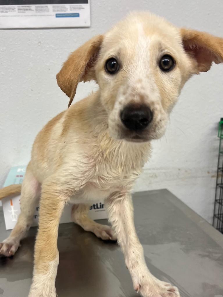 Enlarge Shock, a Adoptable mixed breed in Lockhart, TX image 1/1