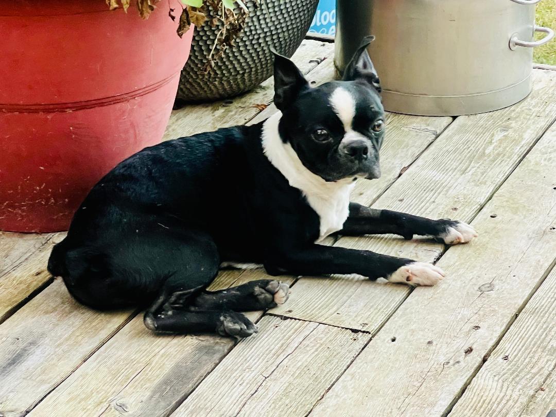 Pickles in IA, Adoptable, Adult Male Boston Terrier.