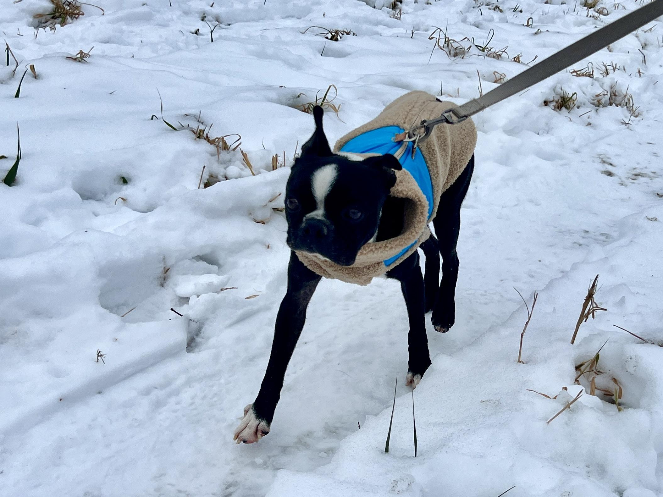 Pickles in IA, a Adoptable Boston Terrier in Des Moines, IA image 2/6