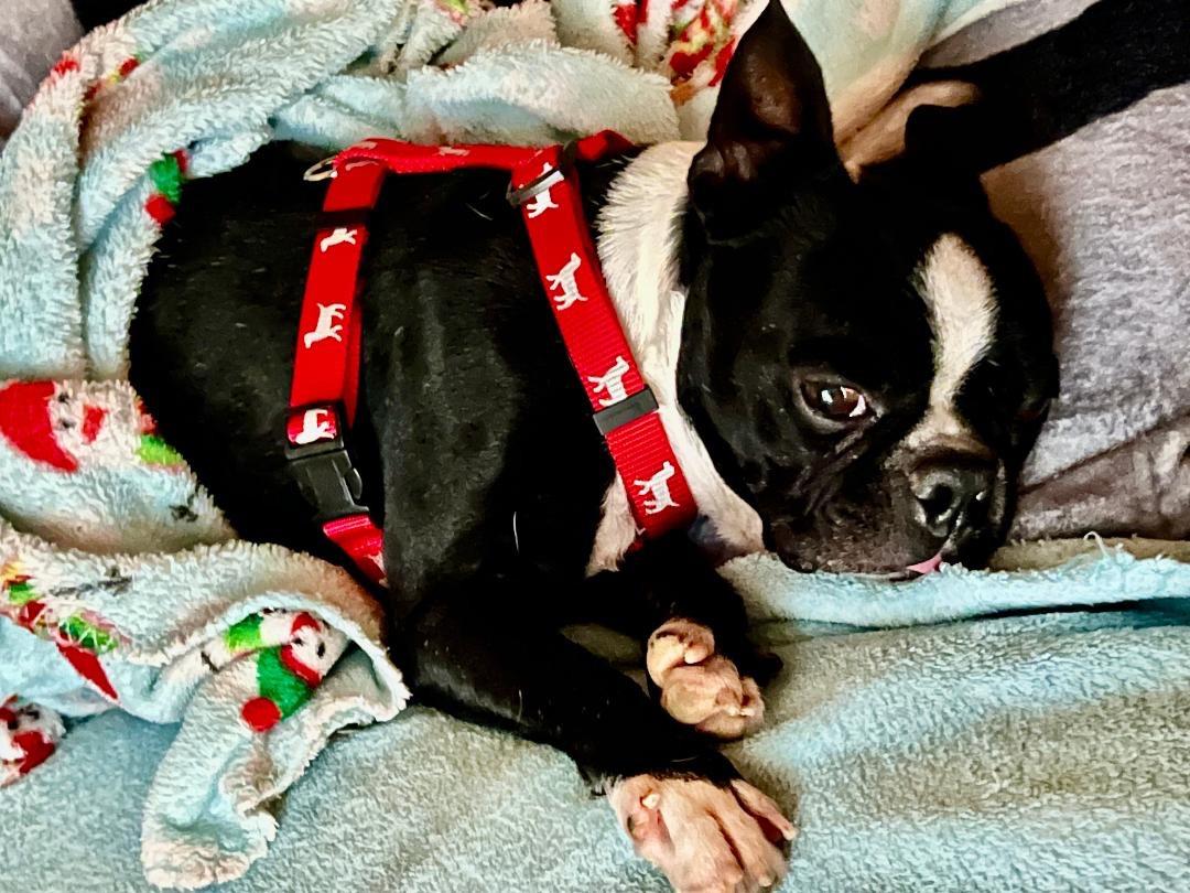 Pickles In Ia thumbnail 4