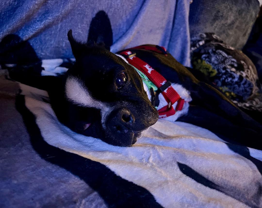 Pickles In Ia thumbnail 5