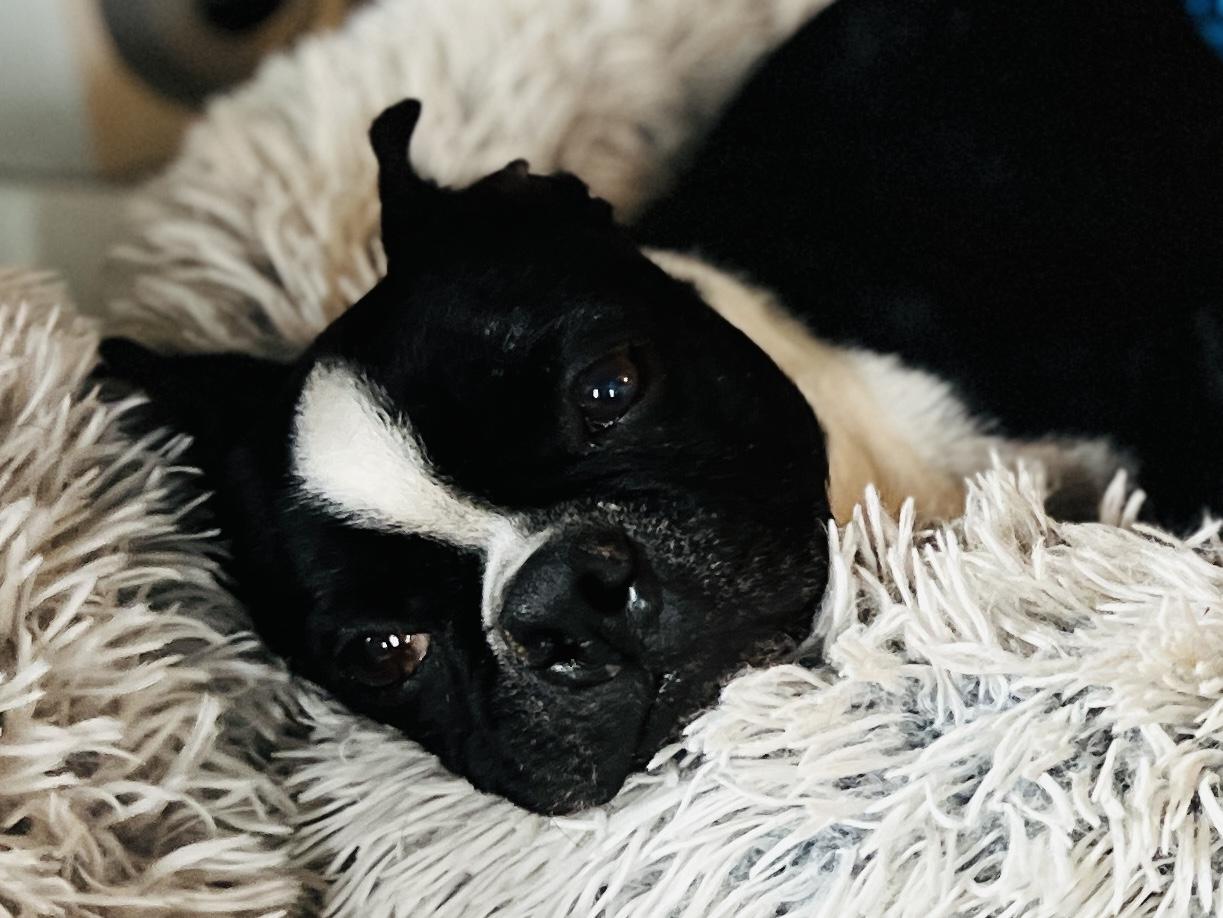 Pickles in IA, a Adoptable Boston Terrier in Des Moines, IA image 3/6