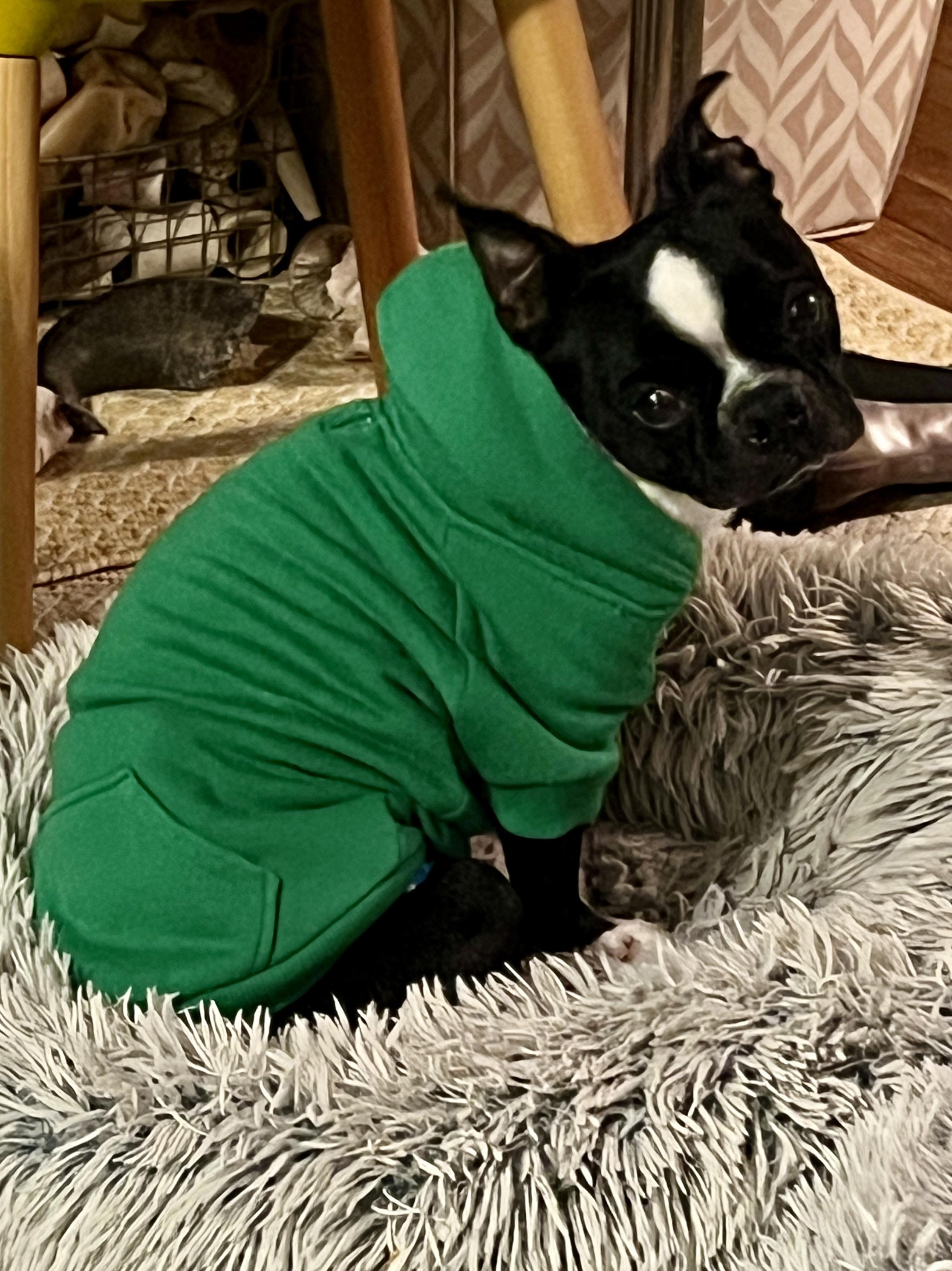 Pickles in IA, a Adoptable Boston Terrier in Des Moines, IA image 4/6