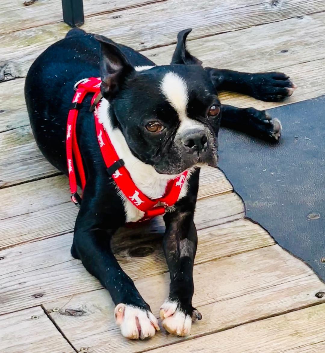 Pickles in IA, a Adoptable Boston Terrier in Des Moines, IA image 5/6