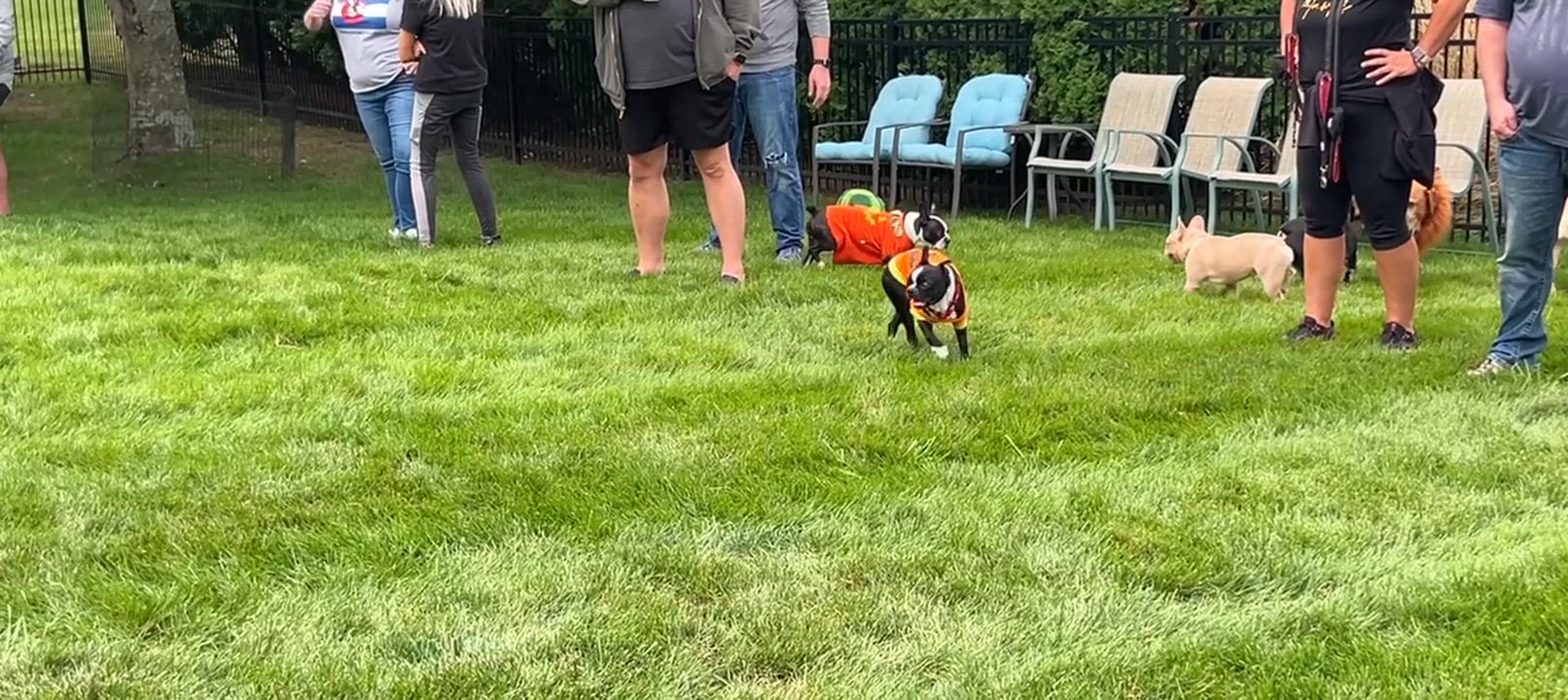 Enlarge Pickles in IA, a Adoptable Boston Terrier in Des Moines, IA video 6/6