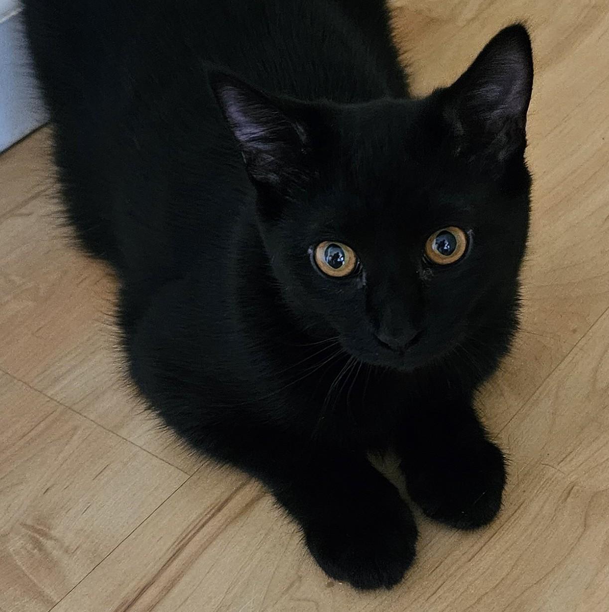 Echo, a Adopted Domestic Short Hair in Vacaville, CA image 1/3