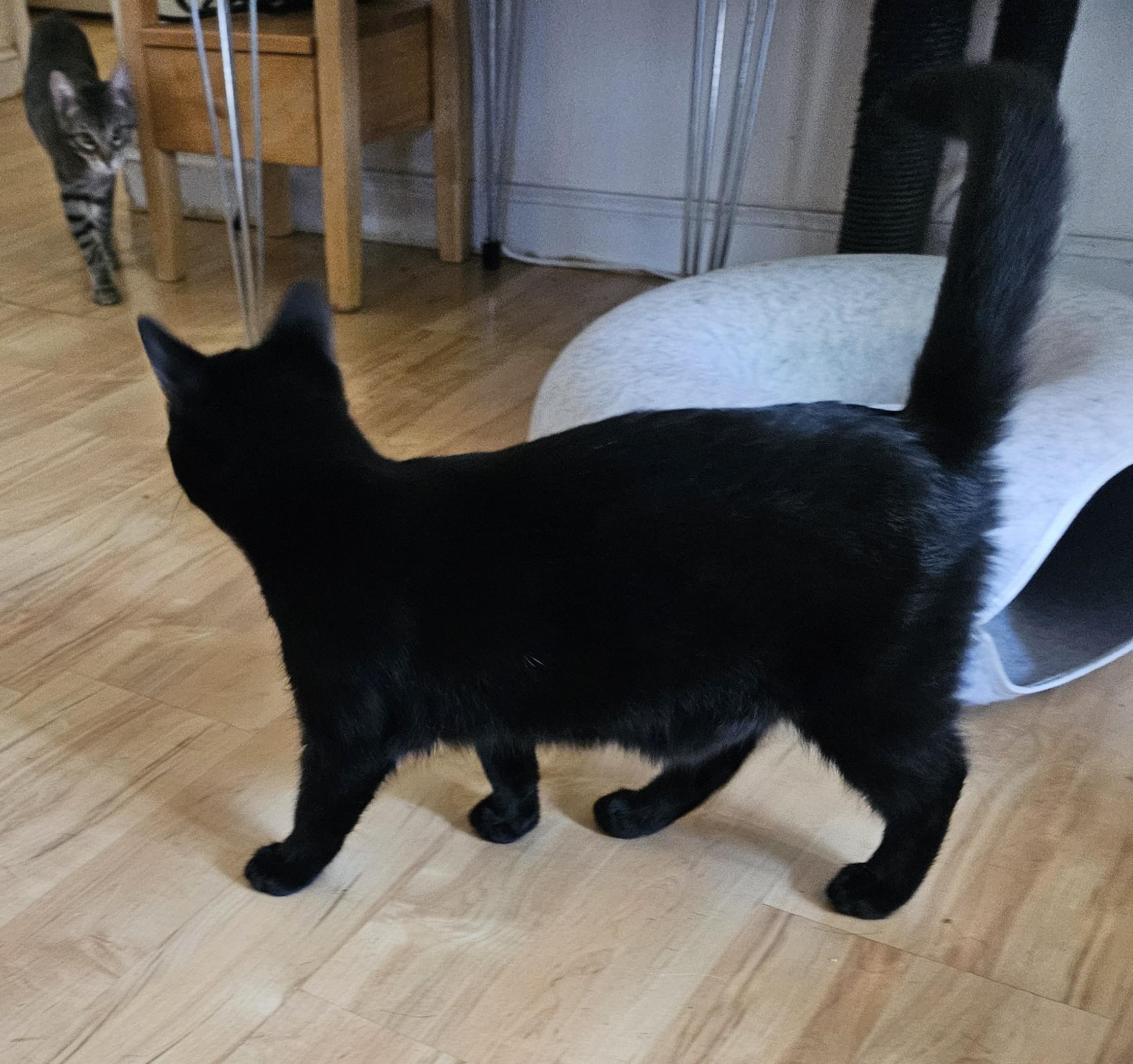 Echo, a Adopted Domestic Short Hair in Vacaville, CA image 2/3