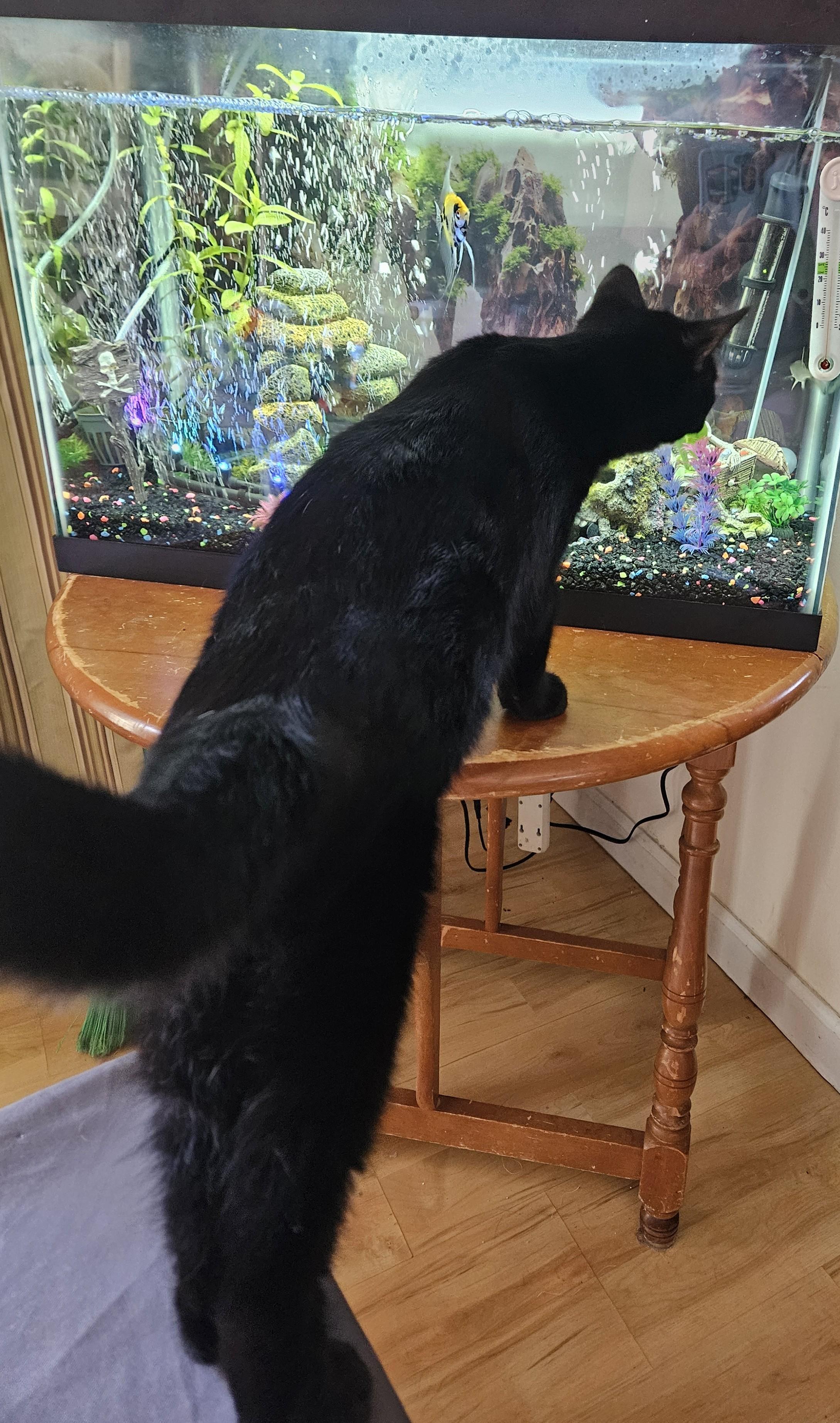 Echo, a Adopted Domestic Short Hair in Vacaville, CA image 3/3