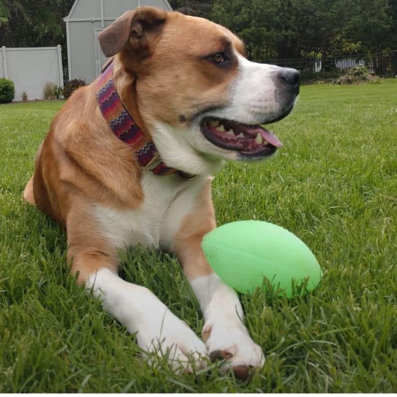 Clifford, a Adoptable Mixed Breed in Watertown, WI image 3/6