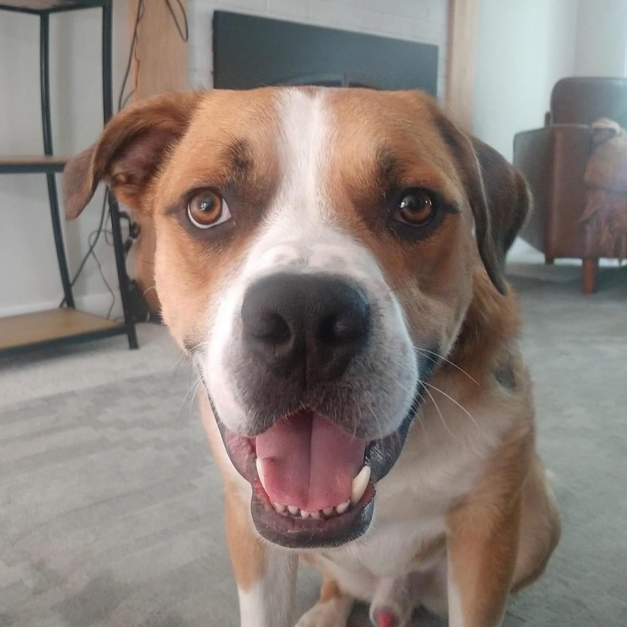Clifford, an adoptable Mixed Breed in Watertown, WI, 53094 | Photo Image 4
