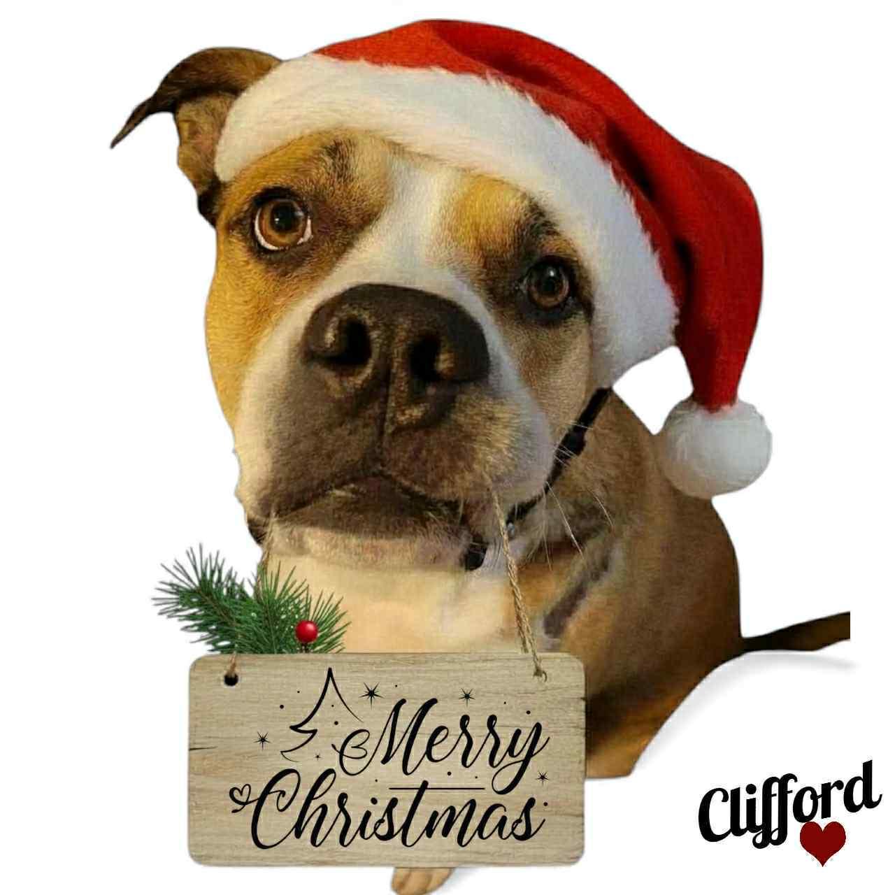 Enlarge Clifford, a Adoptable Mixed Breed in Watertown, WI image 1/6