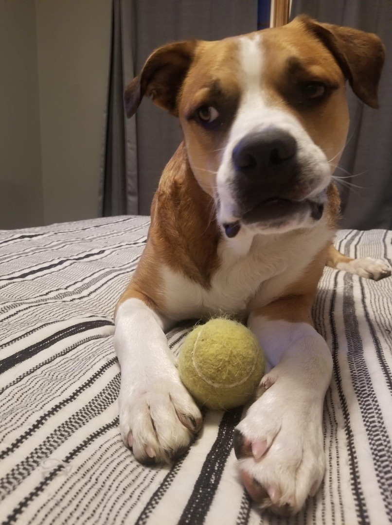 Clifford, Adoptable, Adult Male Mixed Breed.