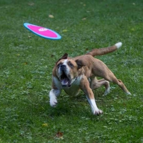 Clifford, a Adoptable Mixed Breed in Watertown, WI image 6/6