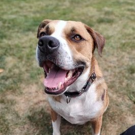 Clifford, a Adoptable Mixed Breed in Watertown, WI image 2/6