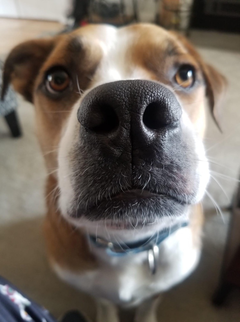 Clifford, a Adoptable Mixed Breed in Watertown, WI image 5/6