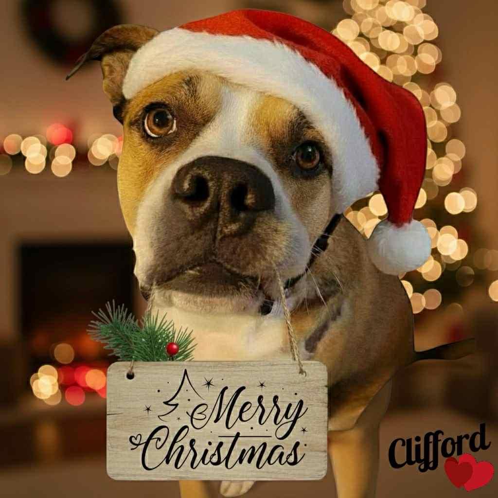 Enlarge Clifford, a Adoptable Mixed Breed in Watertown, WI image 3/6