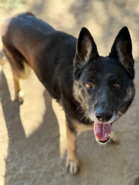 NANI, Adoptable, Adult Female German Shepherd Dog.