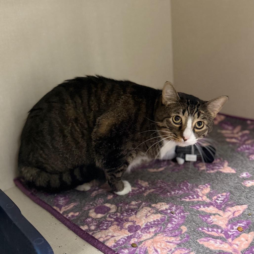 Enlarge Goomba, a Adoptable mixed breed in Monticello, IA image 3/4