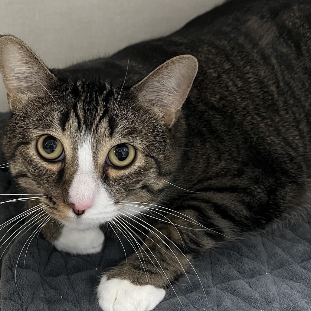 Enlarge Goomba, a Adoptable mixed breed in Monticello, IA image 2/4