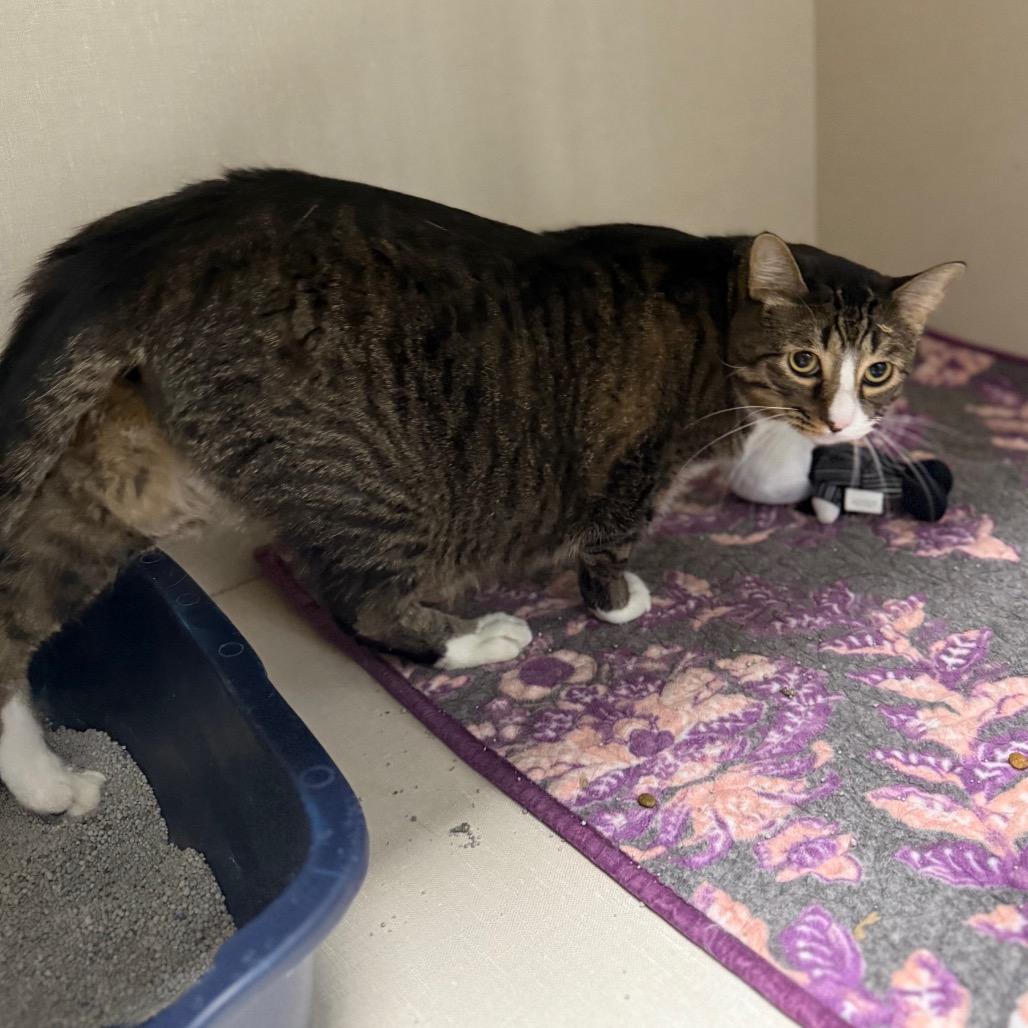 Enlarge Goomba, a Adoptable mixed breed in Monticello, IA image 4/4