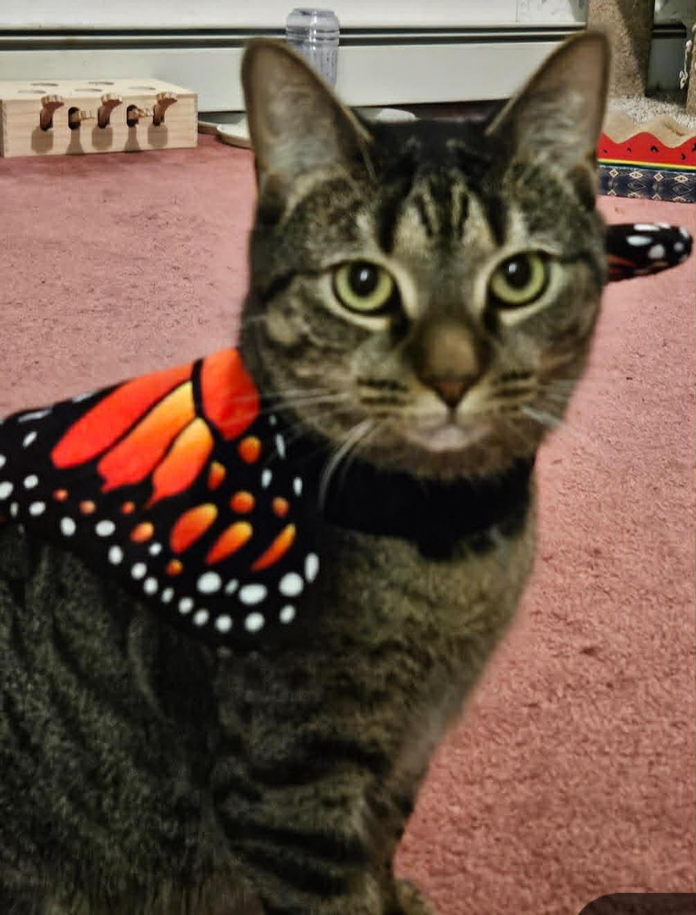 Missy Moo, ADOPTABLE, Adult Female Tabby.