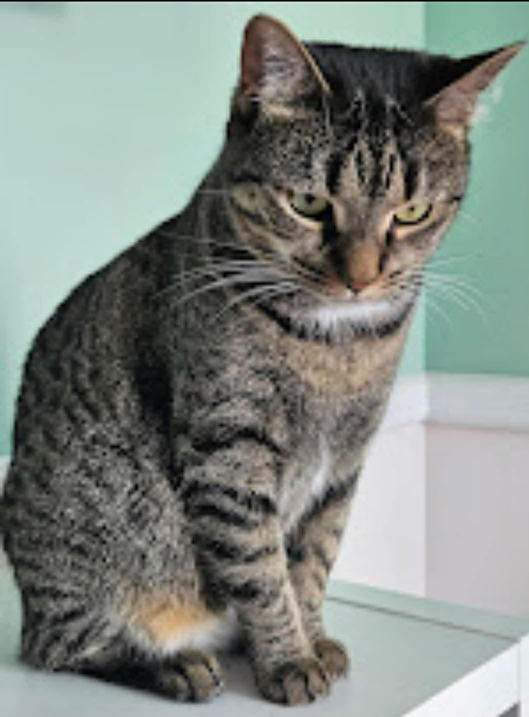 Missy Moo, a ADOPTABLE Tabby in Woodmere, NY image 2/2