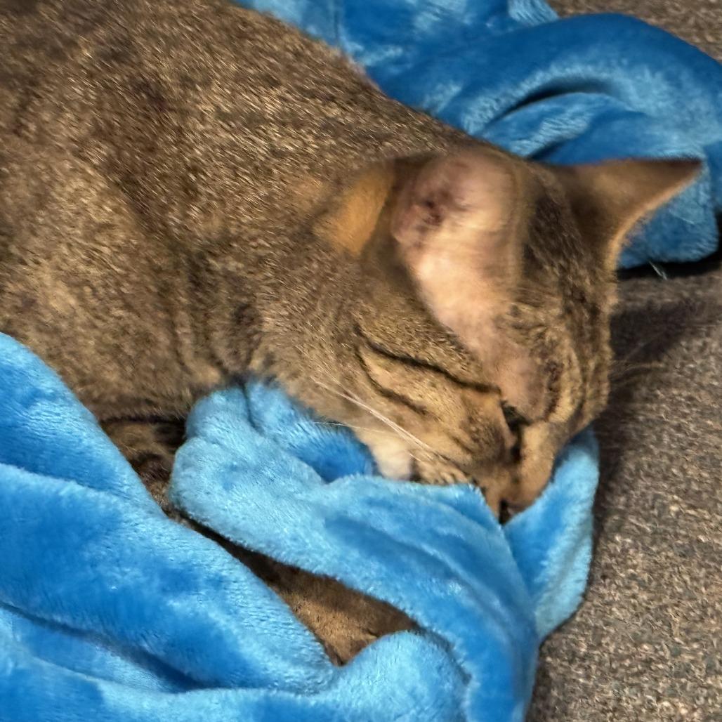 Junebug DAP, a Adoptable Domestic Short Hair in Denver, CO image 1/6