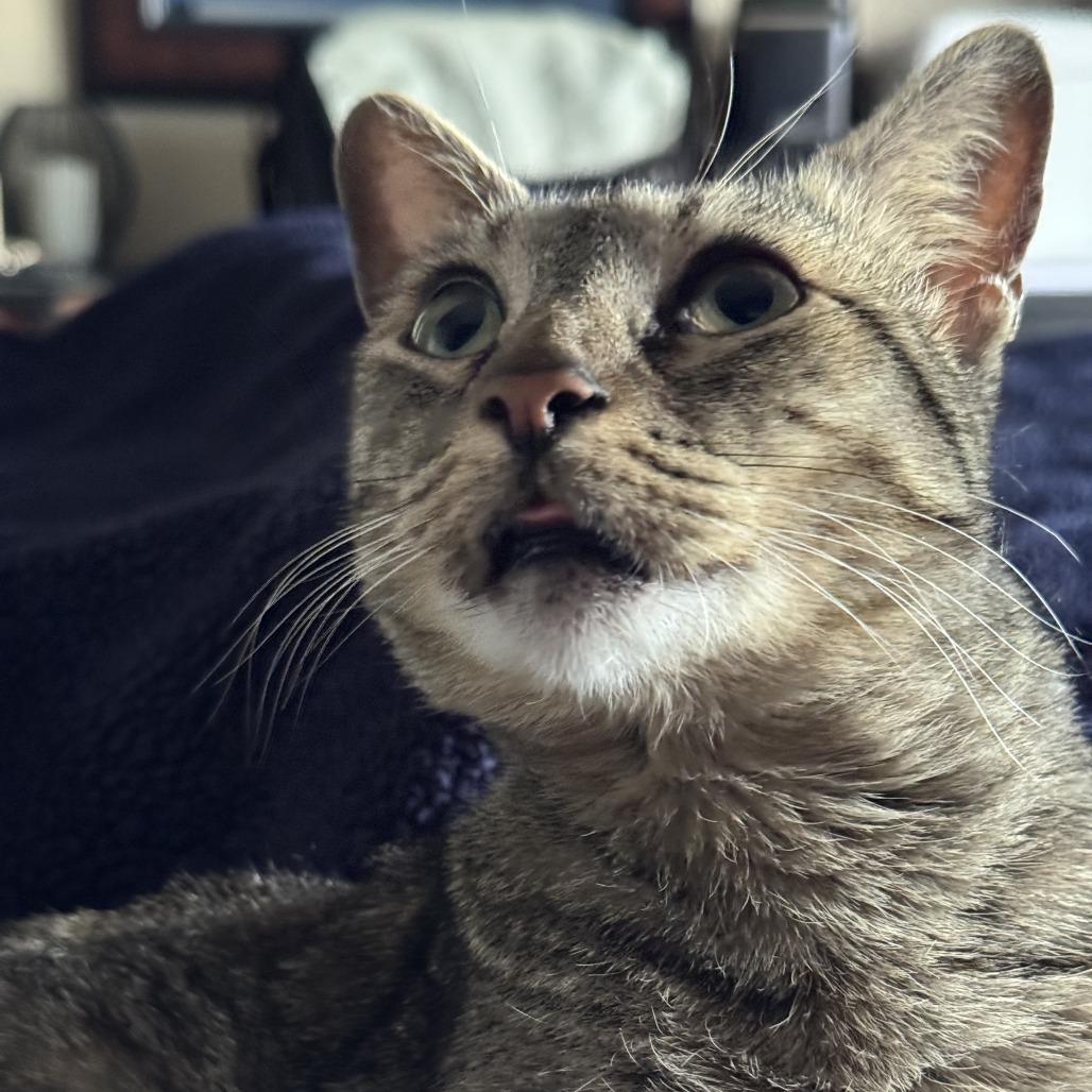 Junebug DAP, a Adoptable Domestic Short Hair in Denver, CO image 2/6