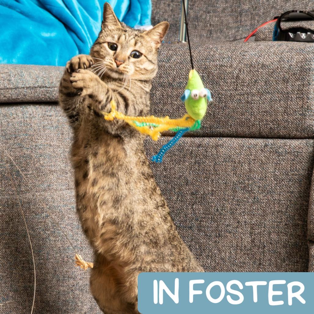 Junebug DAP, a Adoptable Domestic Short Hair in Denver, CO image 3/6